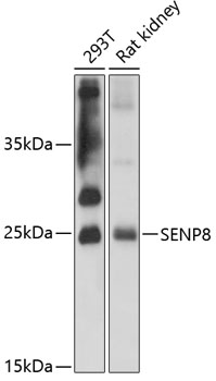 Anti-SENP8 Antibody (CAB12753)