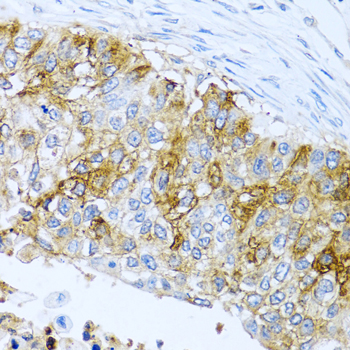 Anti-IFIT3 Antibody (CAB3924)