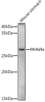 Anti-Ms4a4a Antibody (CAB18334)