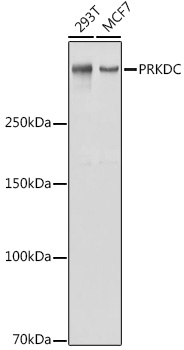 Anti-PRKDC Antibody (CAB1419)