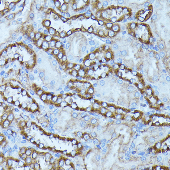 Anti-FGD1 Antibody (CAB16374)