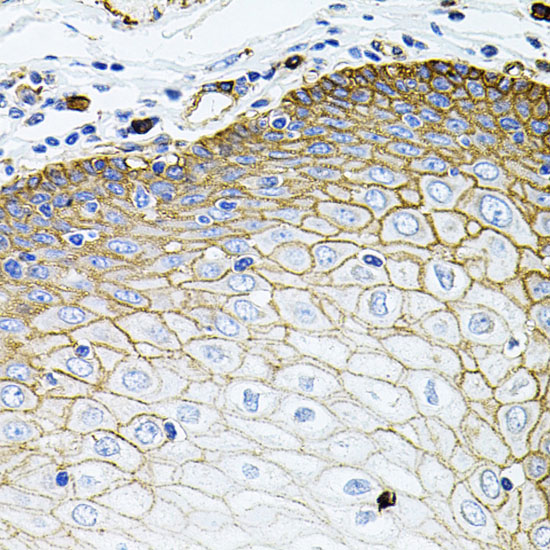 Anti-SLC1A4 Antibody (CAB3084)