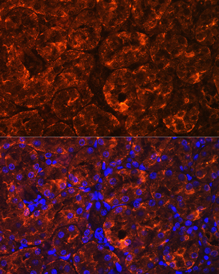 Anti-MIOX Antibody (CAB14409)