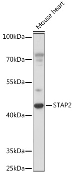 Anti-STAP2 Antibody (CAB16131)