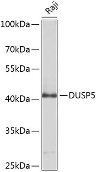 Anti-DUSP5 Antibody (CAB10212)