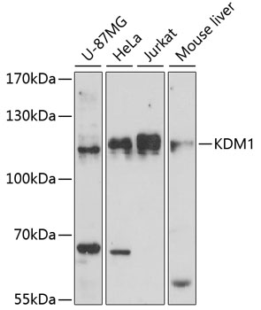 Anti-KDM1 Antibody [KO Validated] (CAB15794)