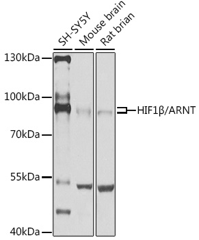 Anti-HIF1Beta/ARNT Antibody (CAB14705)