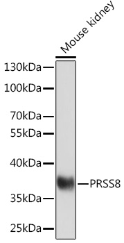 Anti-PRSS8 Antibody (CAB16419)