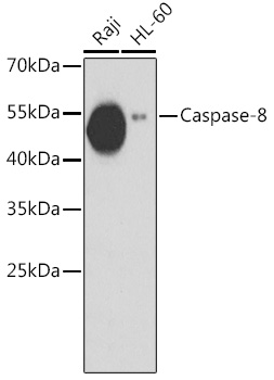 Anti-Caspase-8 Antibody (CAB11450)