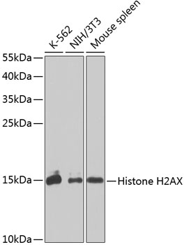 Anti-Histone H2AX Antibody (CAB11517)