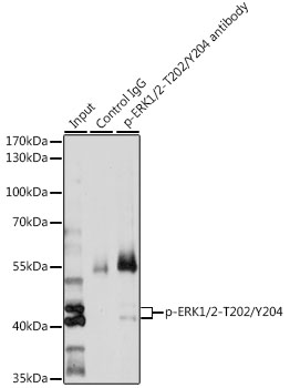 Anti-Phospho-ERK1-T202/Y204 + ERK2-T185/Y187 Antibody (CABP0472)