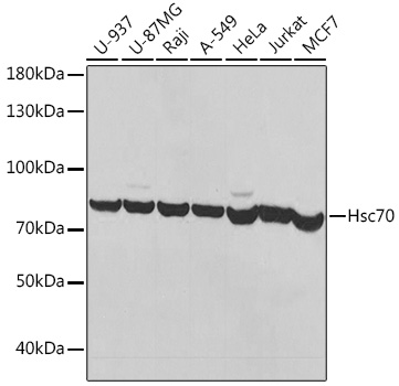 Anti-Hsc70 Antibody (CAB14001)