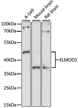 Anti-ELMOD3 Antibody (CAB7532)