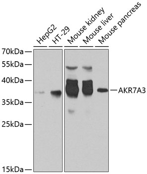 Anti-AKR7A3 Polyclonal Antibody (CAB8194)