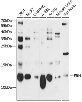 Anti-ERH Antibody (CAB12381)