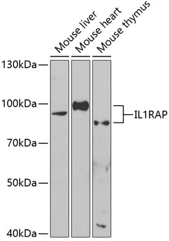 Anti-IL-1RAP Antibody (CAB5349)