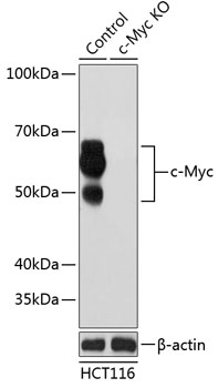 Anti-c-Myc Antibody [KO Validated] (CAB19032)