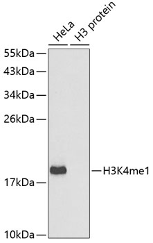 Anti-MonoMethyl-Histone H3-K4 Antibody (CAB2355)