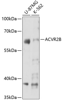 Anti-ACVR2B Antibody (CAB7868)