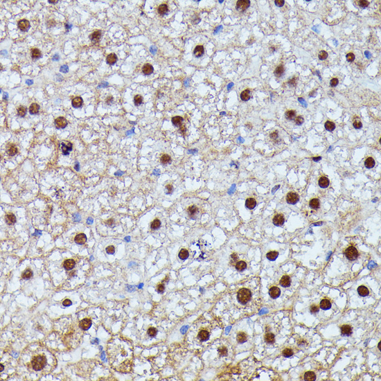 Anti-ID2 Antibody (CAB0996)