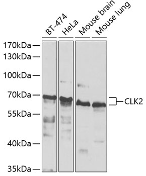 Anti-CLK2 Antibody (CAB7885)