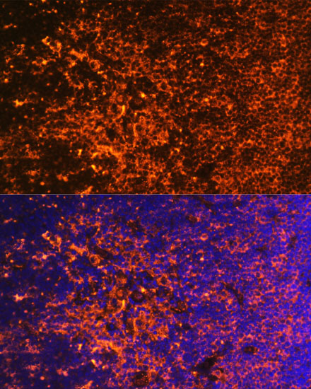 Anti-ICOS Antibody (CAB1811)