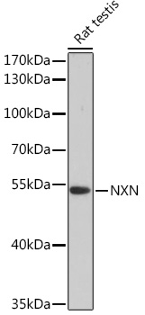 Anti-NXN Antibody (CAB17206)