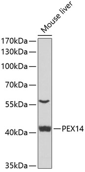 Anti-PEX14 Antibody (CAB7336)