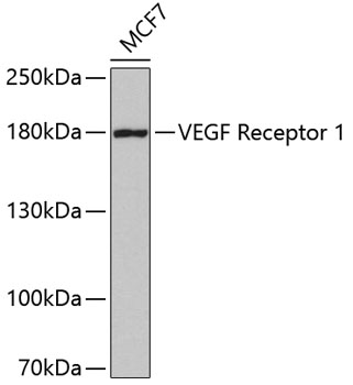 Anti-VEGF Receptor 1 Antibody (CAB5608)