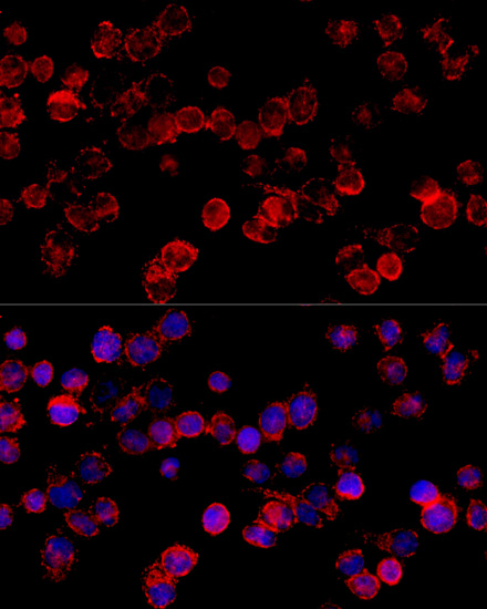 Anti-CYP3A7 Antibody (CAB10026)