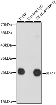 Anti-EIF4E Antibody (CAB2162)