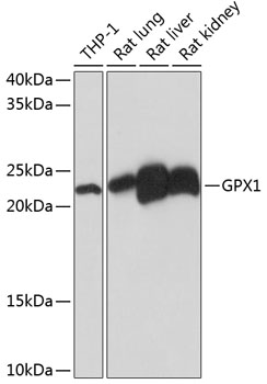 Anti-GPX1 Antibody