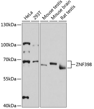 Anti-ZNF398 Antibody (CAB13778)