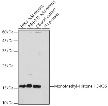 Anti-MonoMethyl-Histone H3-K36 Antibody (CAB2364)