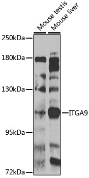 Anti-ITGA9 Antibody (CAB7693)