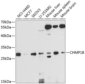 Anti-CHMP1B Polyclonal Antibody (CAB8239)