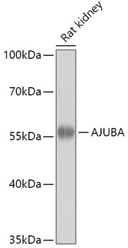 Anti-AJUBA Antibody (CAB18153)