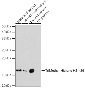 Anti-TriMethyl-Histone H3-K36 Antibody (CAB2366)