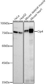 Western blot analysis of extracts of various cell lines, using Cip4 antibody at 1:500 dilution. Secondary antibody: HRP Goat Anti-Rabbit IgG (H+L) at 1:10000 dilution. Lysates/proteins: 25ug per lane. Blocking buffer: 3% nonfat dry milk in TBST. Detection: ECL Basic Kit. Exposure time: 60s.