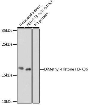 Anti-DiMethyl-Histone H3-K36 Antibody (CAB2365)