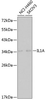 Anti-IL-1A Antibody (CAB1316)