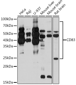 Anti-CD83 Antibody (CAB4234)