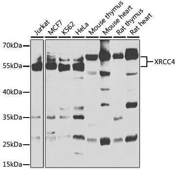 Anti-XRCC4 Antibody (CAB1677)