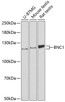 Anti-BNC1 Antibody (CAB12007)