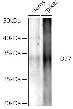 Western blot analysis of extracts of various tissues from the japonica rice (Oryza sativa L. ) variety Zhonghua 11, using D27 antibody at 1:1000 dilution. Secondary antibody: HRP Goat Anti-Rabbit IgG (H+L) at 1:10000 dilution. Lysates/proteins: 25ug per lane. Blocking buffer: 3% nonfat dry milk in TBST. Detection: ECL Enhanced Kit. Exposure time: 120s.