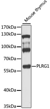 Anti-PLRG1 Polyclonal Antibody (CAB9946)