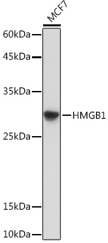 Anti-HMGB1 Antibody [KO Validated] (CAB0719)