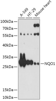 Anti-NQO1 Antibody (CAB0047)