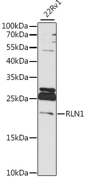 Anti-RLN1 Antibody (CAB15714)