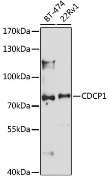 Anti-CDCP1 Polyclonal Antibody (CAB8254)